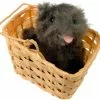 Wizard Of Oz - Toto In Basket